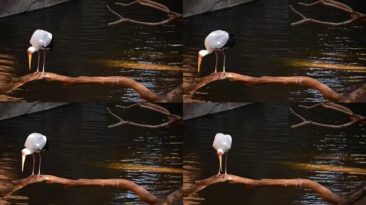 河中的黄嘴鹳，异国情调的非洲鸟-Mycteria ibis