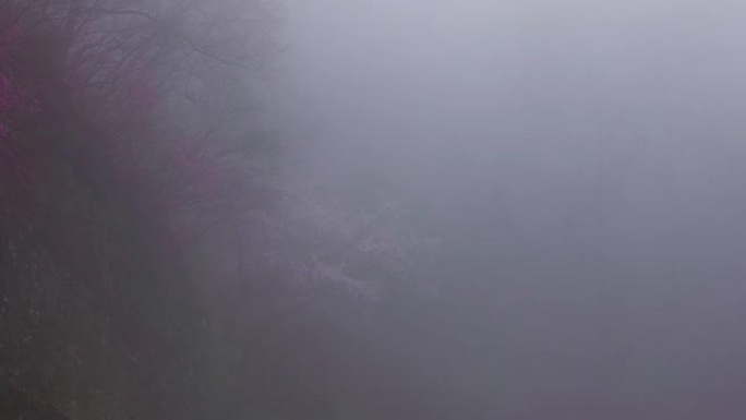 雨林雾天的延时拍摄
