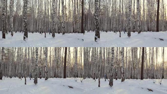 冬天的桦树林