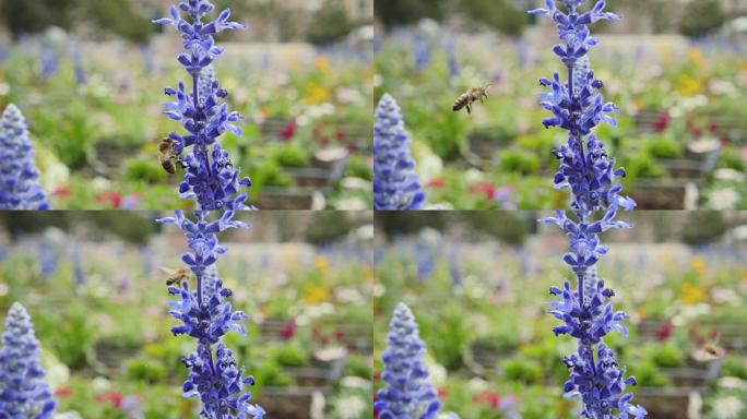 蜜蜂从蓝花中收集花蜜，慢动作