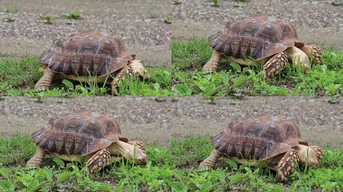 非洲刺激饥饿的乌龟吃草