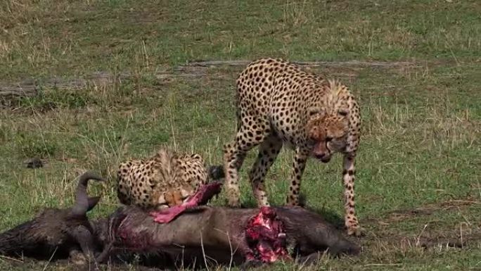 猎豹，aginonyx jubatus，成年人吃一杀，野生动物，肯尼亚马赛马拉公园，实时4K