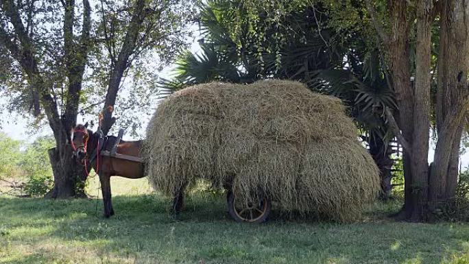 马在田野里用装满干草的手推车嘶鸣