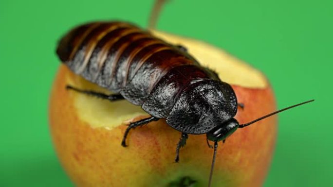 马达加斯加蟑螂坐在苹果上。绿屏。特写