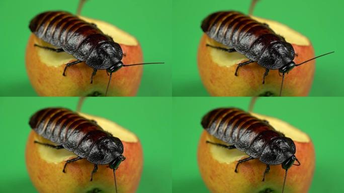 马达加斯加蟑螂坐在苹果上。绿屏。特写