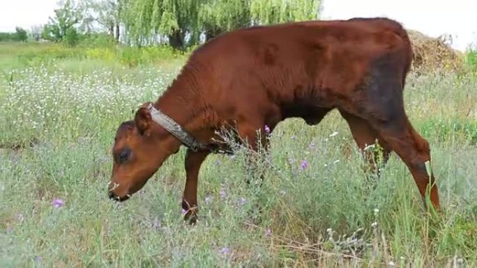 灰色小牛在草地上吃草