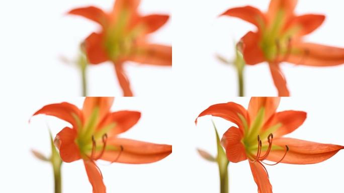 Amaryllis flower in blossom on white background