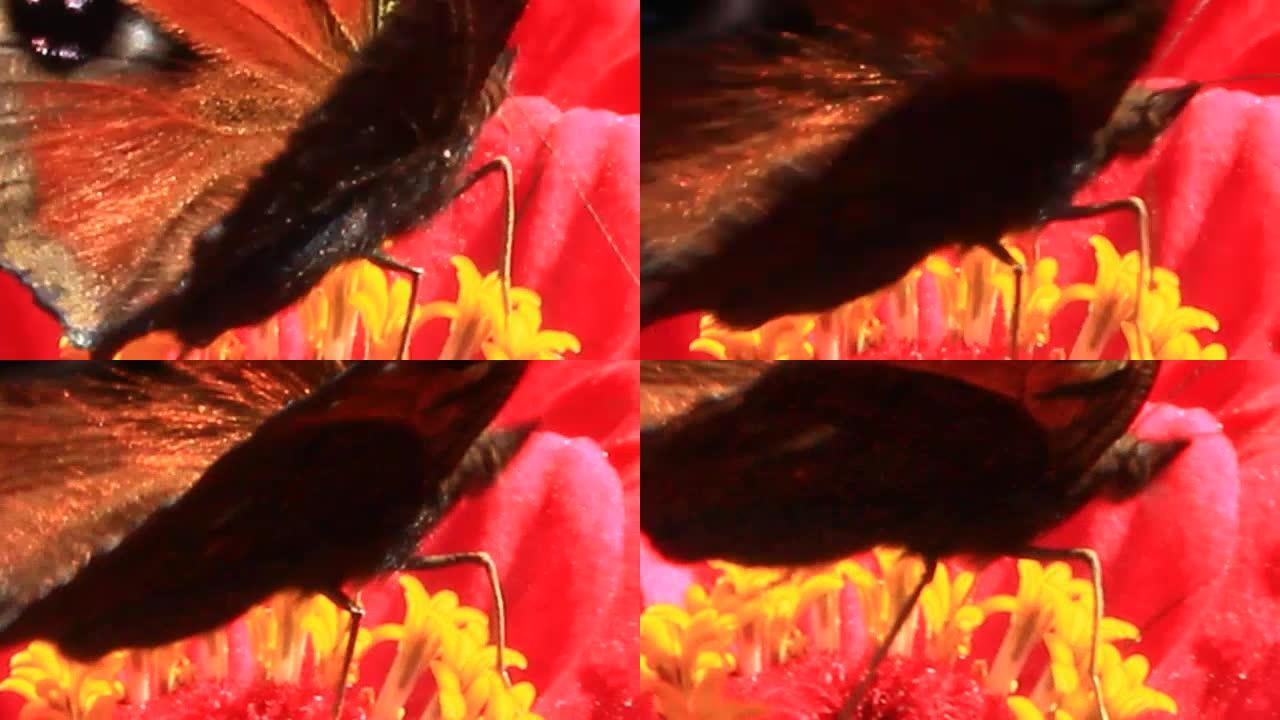 百日草上的蝴蝶孔雀眼采集花蜜的宏观