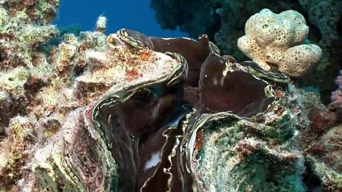 红海多层鳞甲巨蛤，地幔重。