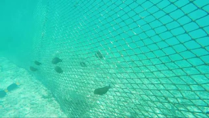 用于保护海岸免受海鱼侵害的网格