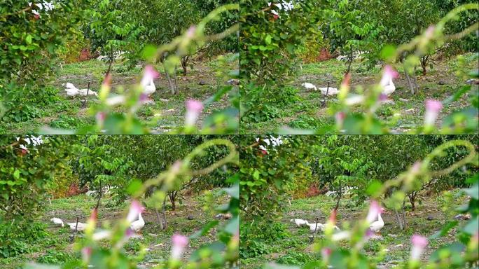 鹅在花园里散步。