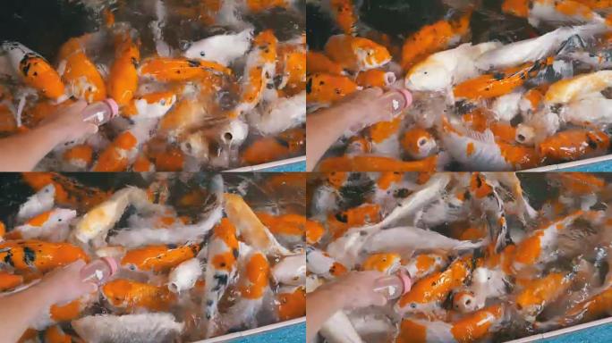 用奶嘴喂五颜六色的日本红鲤鱼。泰国