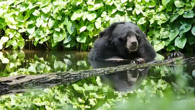 亚洲黑熊在池塘里放松。