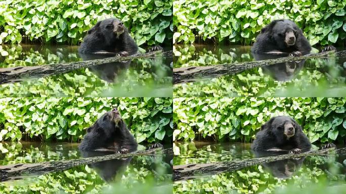 亚洲黑熊在池塘里放松。