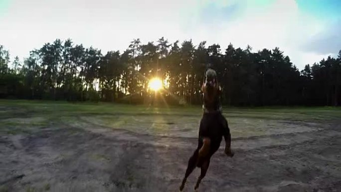 飞翔的大黑狗杜宾犬在日落时接球