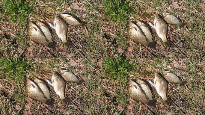 池塘岸边草地上的鱼鲤鱼。