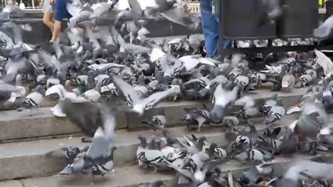 巨大的鸽子群在城市公园户外吃面包。慢动作