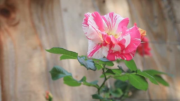 深粉色条纹玫瑰