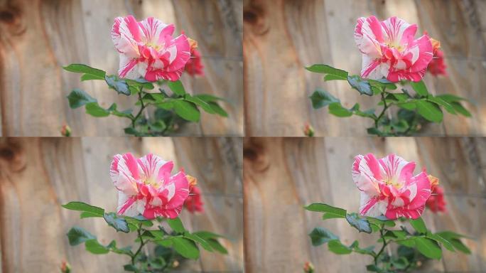 深粉色条纹玫瑰