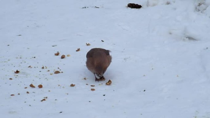 欧亚杰伊从躺在雪地上的碎核桃中吃纸浆 (Garrulus glandarius)