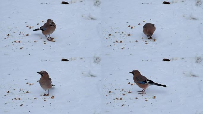 欧亚杰伊从躺在雪地上的碎核桃中吃纸浆 (Garrulus glandarius)