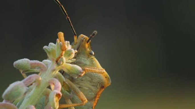 杂草芽上的臭虫