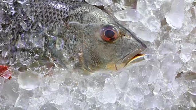 豪华海鲜餐厅的现场菜单上的银色冰镇鱼躺在冰上
