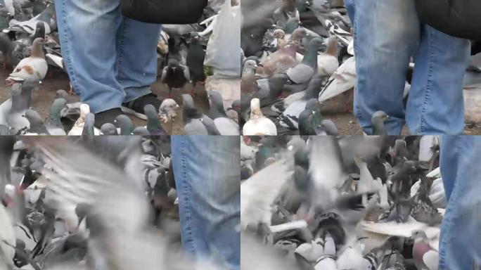 女人在街上喂鸽子。在城市街道上户外吃面包的鸟群