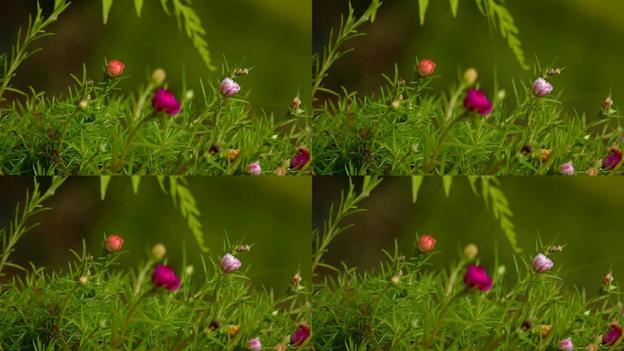 小雨中的花朵。