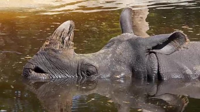 睡在水里的犀牛。