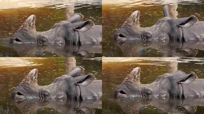 睡在水里的犀牛。