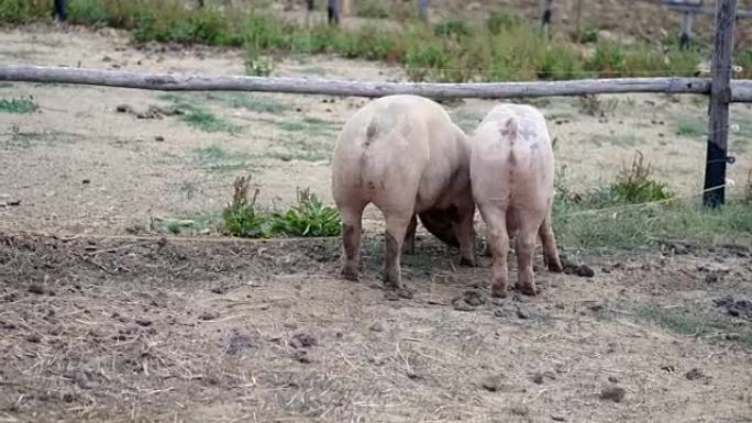 一群美丽的猪在干草中