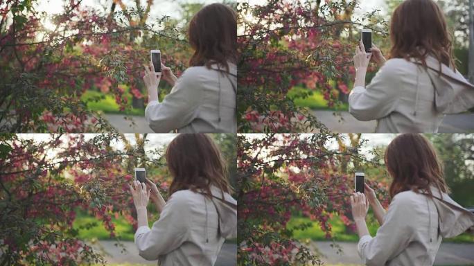 年轻迷人的红发女人在公园日落时用智能手机拍摄樱桃花或樱花花春天的照片