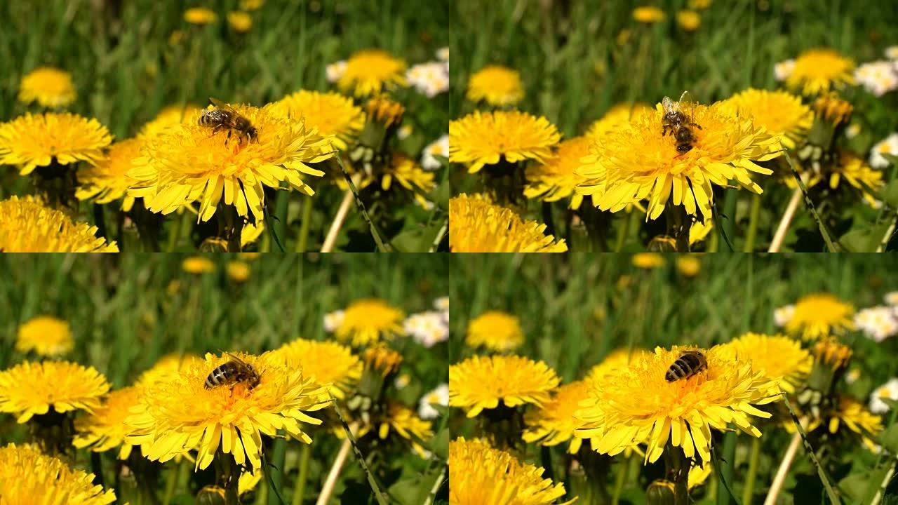 黄色蒲公英上的蜜蜂高清视频