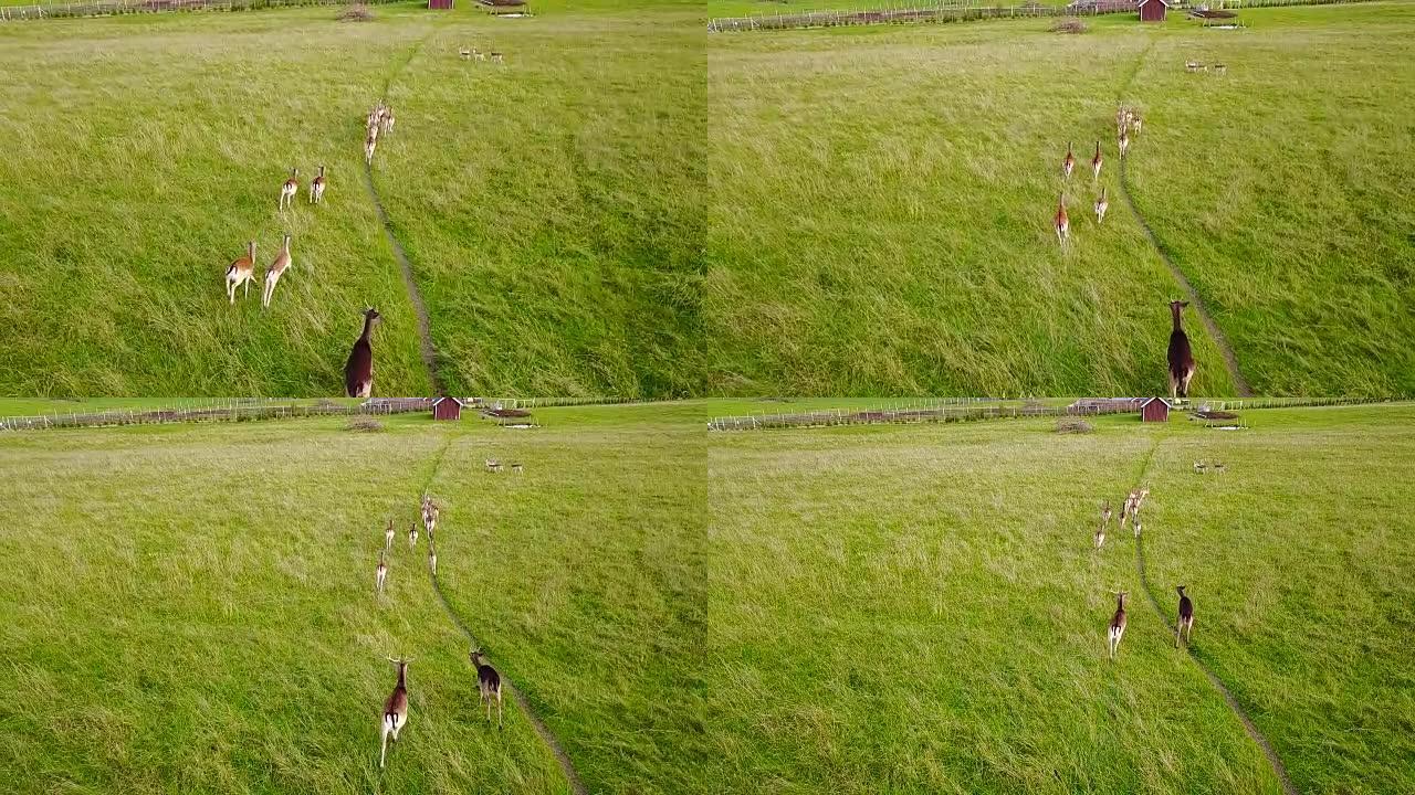 一群鹿沿着草地上的小路奔跑。航空勘测。慢动作