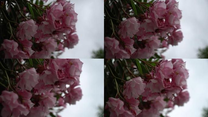 晴天的粉红色玉兰春花，明信片样品，问候背景
