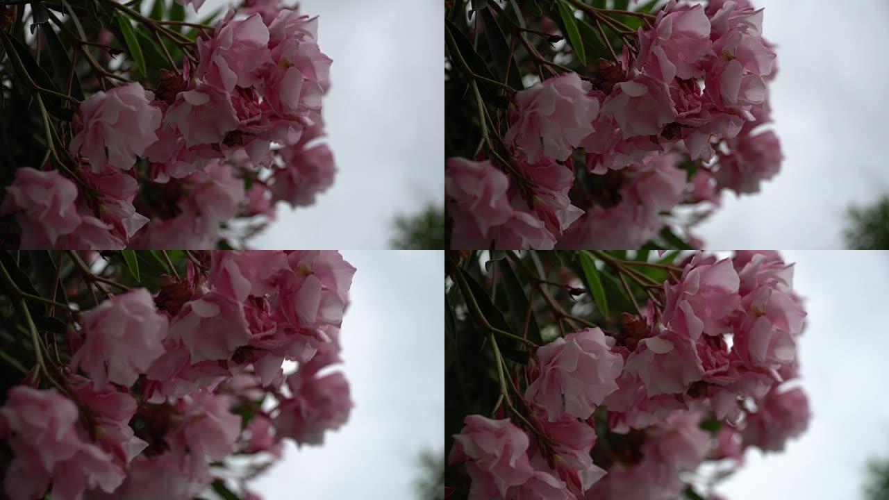 晴天的粉红色玉兰春花，明信片样品，问候背景