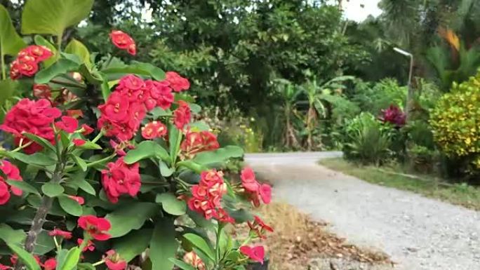 风吹荆棘花冠