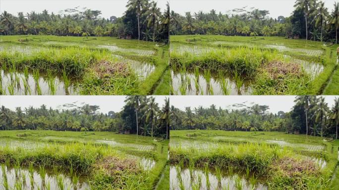 亚洲农民收获稻米