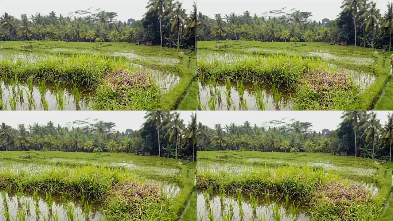 亚洲农民收获稻米