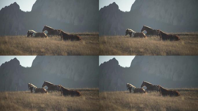 秋天，三匹马躺在牧场上