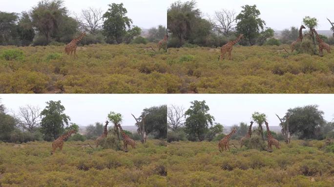 桑布鲁的长颈鹿吃树叶