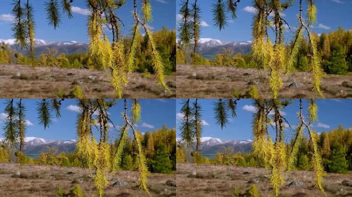 北丘伊斯基岭的视频，前景是落叶松树枝，背景是落叶松森林。阿尔泰