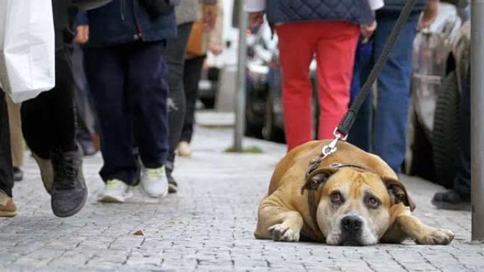忠实不幸的狗躺在人行道上，等待主人。人群冷漠的人的腿经过