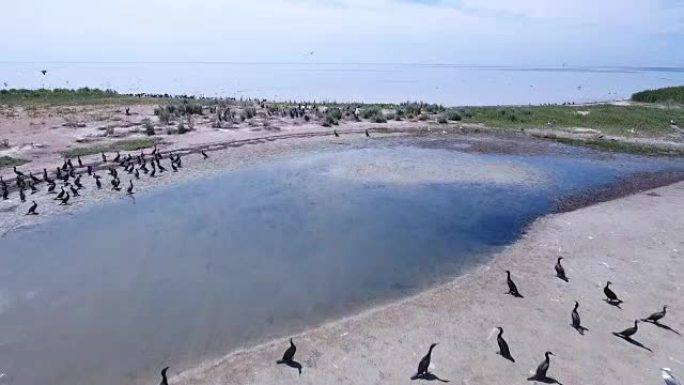鸟群of在Dzharylhach的沙滩上飞行的空中射击