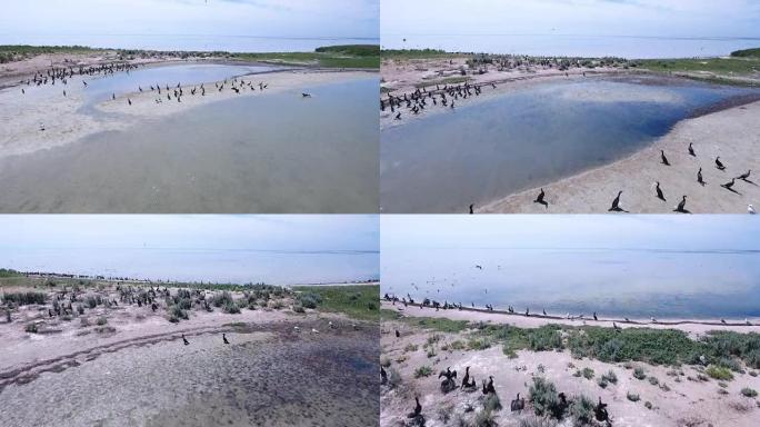 鸟群of在Dzharylhach的沙滩上飞行的空中射击