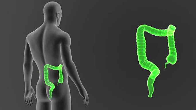 大肠与身体
