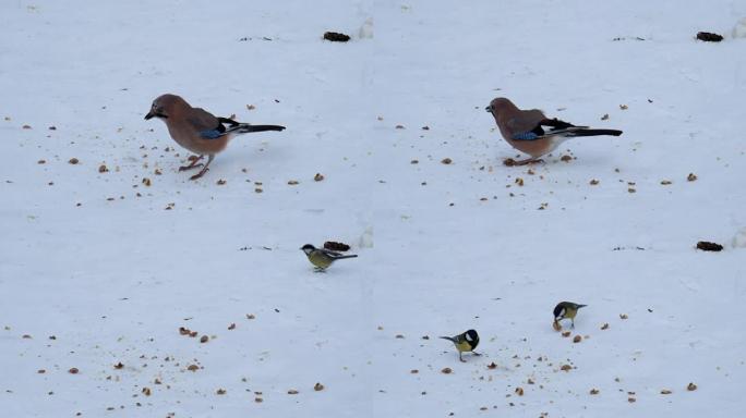 欧亚杰伊从躺在雪地上的碎核桃中吃纸浆 (Garrulus glandarius)