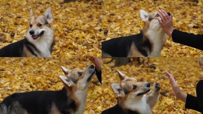 威尔士柯基犬彭布罗克执行 “给五” 命令。一只狗和他的女主人在美丽的秋天森林里散步。