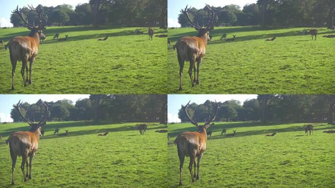 苏格兰公园里的红鹿